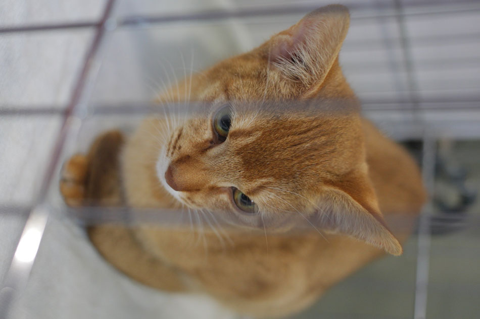 Pets with hilarious expressions attract visitors to Shanghai Pet Fair (11)