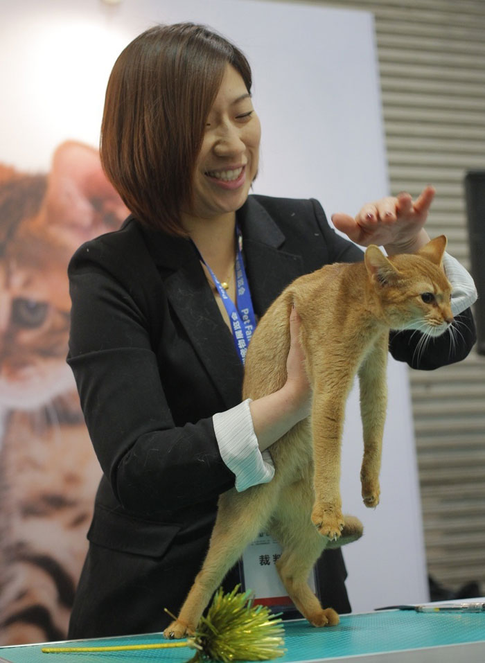 Pets with hilarious expressions attract visitors to Shanghai Pet Fair (12)