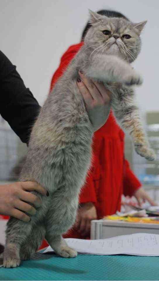 Pets with hilarious expressions attract visitors to Shanghai Pet Fair (5)