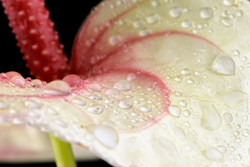 UK Macro photographer Mark Johnson (Source: huanqiu.com)