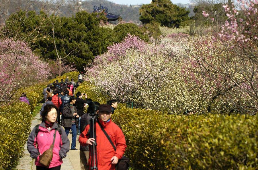Tourists walk on a pathway under the plum trees at the scenic resort "Plum Blossom Mountain" in Nanjing, capital of east China's Jiangsu Province, March 2, 2013. (Xinhua/Li Xiang)