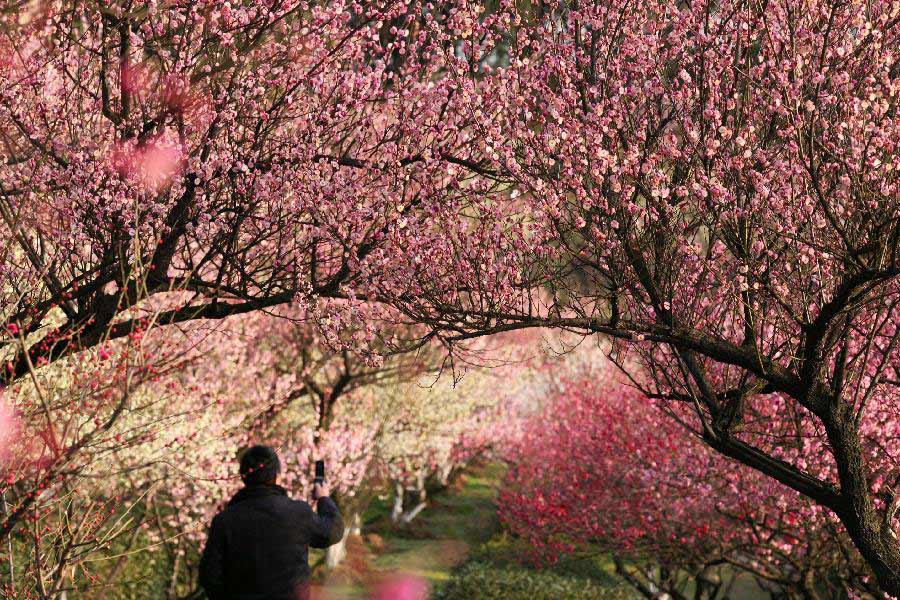 A tourist takes photos of the plum blossom at the Gulin Park in Nanjing, capital of east China's Jiangsu Province, March 2, 2013. (Xinhua/Wang Xin)