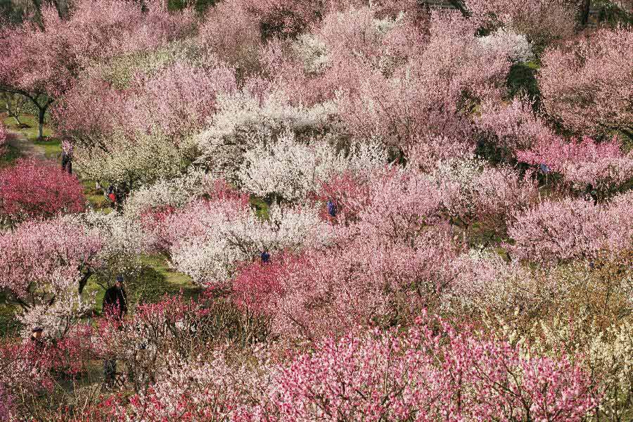 Tourists watch the plum blossom at the Gulin Park in Nanjing, capital of east China's Jiangsu Province, March 2, 2013. (Xinhua/Wang Xin)