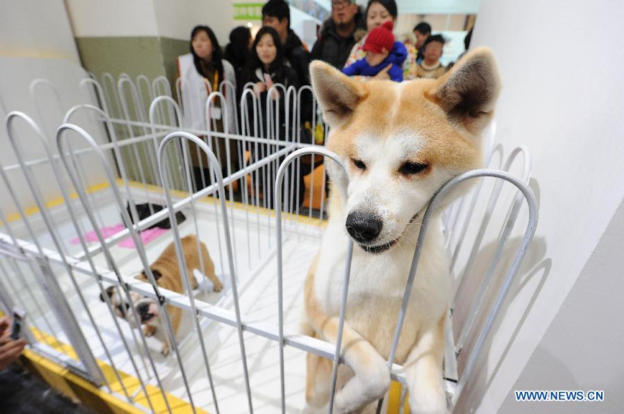 Visitors watch pet dogs during the 5th Shanghai Pet Fair in east China's Shanghai Municipality, March 1, 2013. The pet fair opened here Friday. (Xinhua/Lai Xinlin) 