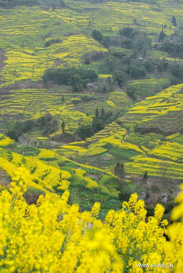 Photo taken on March 3, 2013 shows the scenery of rape flowers in Lietai Township of Yingjing County, southwest China's Sichuan Province. (Xinhua/Jiang Hongjing) 