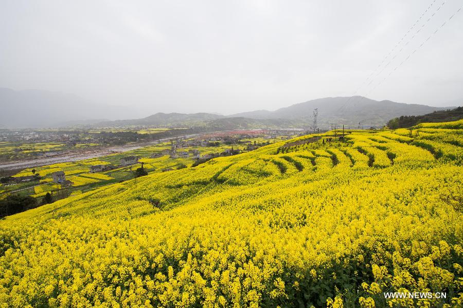 Photo taken on March 3, 2013 shows the scenery of rape flowers in Lietai Township of Yingjing County, southwest China's Sichuan Province. (Xinhua/Jiang Hongjing)