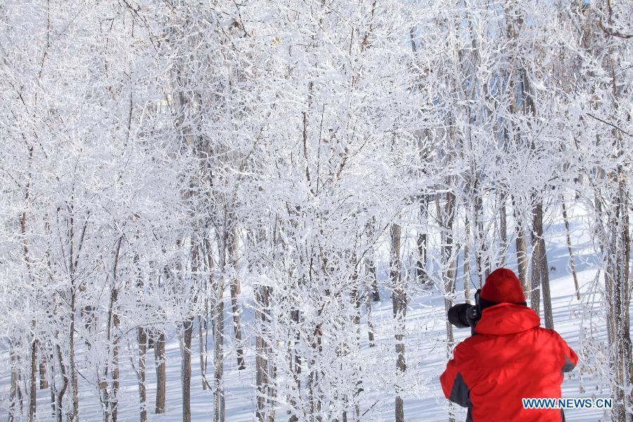 A photographer takes photos of rime-covered trees at Jiangbin Park in Jilin City, northeast China's Jilin Province, March 3, 2013. (Xinhua)