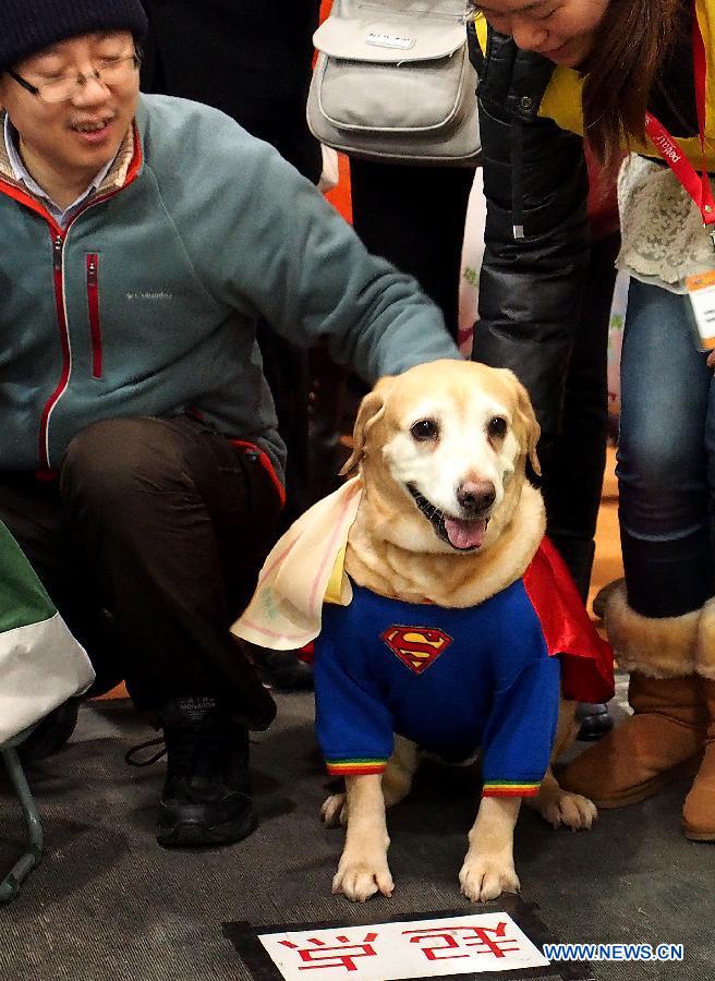 A pet dog takes part in a dog short-distance running competition at the 5th Shanghai Pet Fair in east China's Shanghai Municipality, March 3, 2013. The three-day pet fair opened here on March 1.(Xinhua/Chen Fei) 