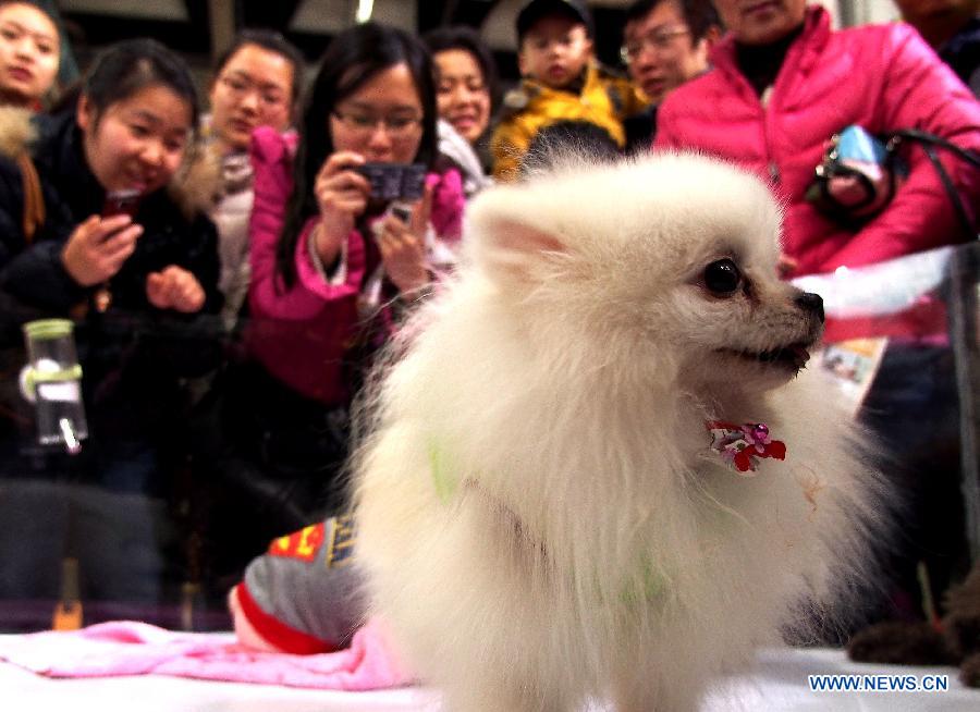 People take pictures of a pet dog at the 5th Shanghai Pet Fair in east China's Shanghai Municipality, March 3, 2013. The three-day pet fair opened here on March 1. (Xinhua/Chen Fei) 