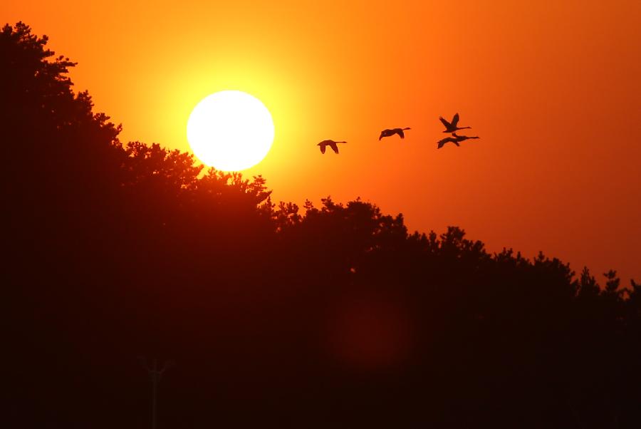 Whooper swans fly over a swan nature reserve in Rongcheng City, east China's Shandong Province, March 3, 2013. (Xinhua/Wang Fudong)