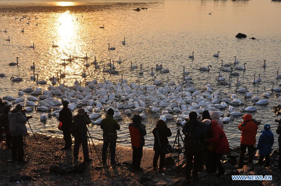 Tourists view swans at a bay in Rongcheng, east China's Shandong Province, March 3, 2013. With the temperature rising, swans have begun leaving Rongcheng where they spent the winter. (Xinhua/Dong Naide)