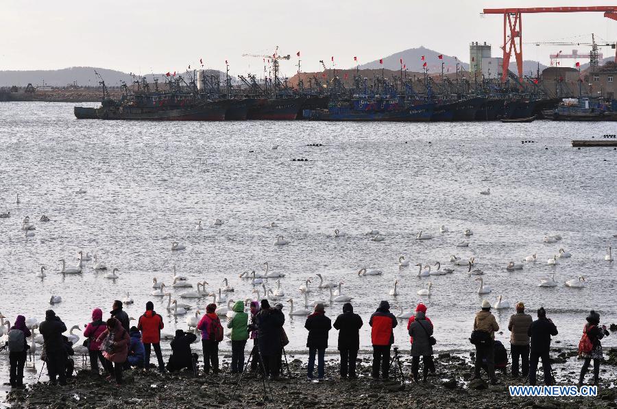 Tourists view swans at a bay in Rongcheng, east China's Shandong Province, March 3, 2013. With the temperature rising, swans have begun leaving Rongcheng where they spent the winter. (Xinhua/Dong Naide)