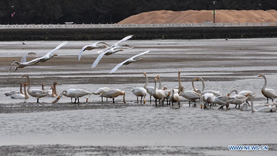 Swans fly at the swan lake in Rongcheng, east China's Shandong Province, March 2, 2013. With the temperature rising, swans have begun leaving Rongcheng where they spent the winter. (Xinhua/Dong Naide)