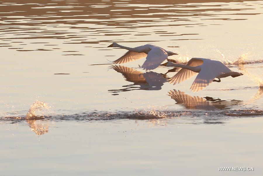 Whooper swans fly over a swan nature reserve in Rongcheng City, east China's Shandong Province, March 5, 2013. With the temperature rising, swans have begun leaving Rongcheng where they spent the winter.(Xinhua/Wang Fudong) 