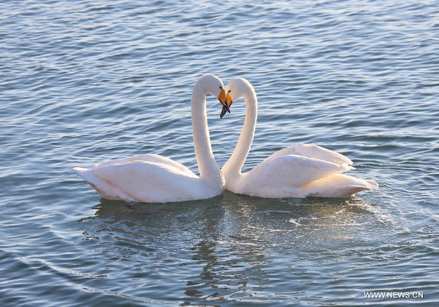 Whooper swans are seen at a swan nature reserve in Rongcheng City, east China's Shandong Province, March 5, 2013. With the temperature rising, swans have begun leaving Rongcheng where they spent the winter.(Xinhua/Wang Fudong) 