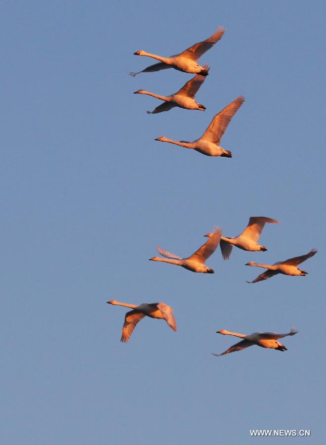 Whooper swans fly over a swan nature reserve in Rongcheng City, east China's Shandong Province, March 5, 2013. With the temperature rising, swans have begun leaving Rongcheng where they spent the winter.(Xinhua/Wang Fudong) 