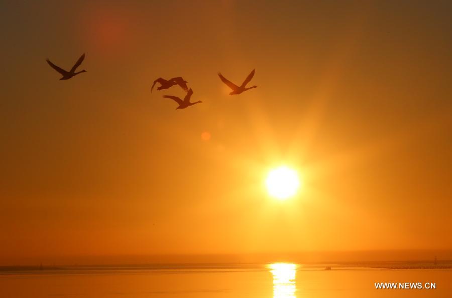 Whooper swans are seen at a swan nature reserve in Rongcheng City, east China's Shandong Province, March 5, 2013. With the temperature rising, swans have begun leaving Rongcheng where they spent the winter.(Xinhua/Wang Fudong) 