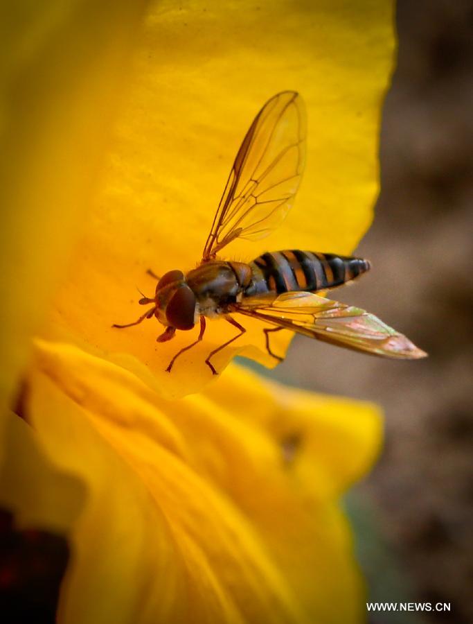 Photo taken on March 5, 2013 shows an insect standing on a flower petal in Zhenjiang of east China's Jiangsu Province. Tuesday marks the day of "Jingzhe", literally meaning the awakening of insects, which is the third one of the 24 solar terms on Chinese Lunar Calendar. (Xinhua/Yang Lei) 