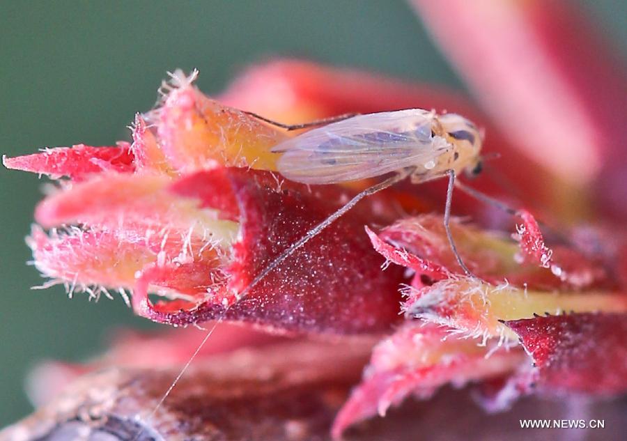 Photo taken on March 5, 2013 shows an insect standing on a bud in Zhenjiang of east China's Jiangsu Province. Tuesday marks the day of "Jingzhe", literally meaning the awakening of insects, which is the third one of the 24 solar terms on Chinese Lunar Calendar. (Xinhua/Yang Lei) 