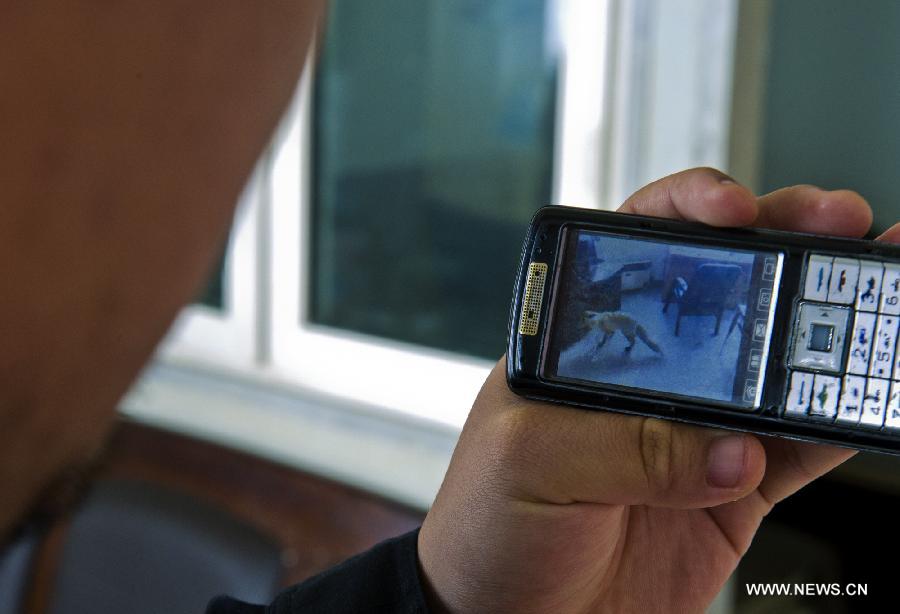 33-year-old Oil worker Zhang Yong shows a video clip of a visiting Corsac fox at an oil field checkpoint where he works in the Gurbantunggut desert, northwest China's Xinjiang Uygur Autonomous Region, Feb. 28, 2013. Welcomed by oil workers with food, bold hungry Corsac foxes have been visiting the unfrequented checkpoint regularly since last winter. (Xinhua/Shen Qiao) 