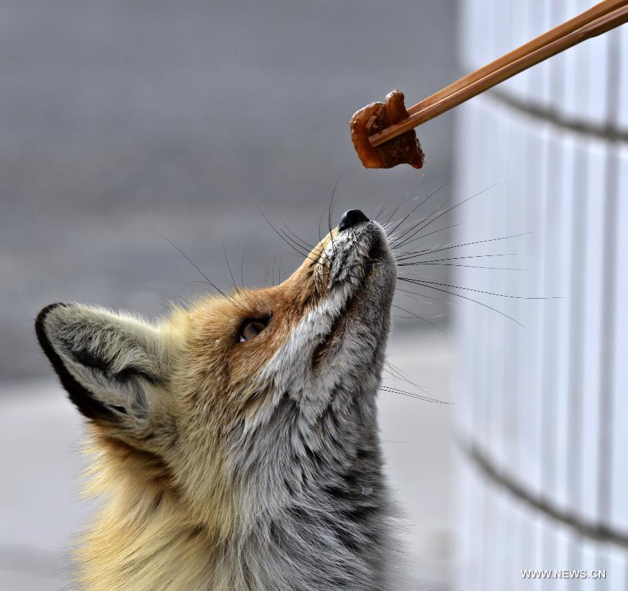 33-year-old Oil worker Zhang Yong feeds a Corsac fox at an oil field checkpoint where he works in the Gurbantunggut desert, northwest China's Xinjiang Uygur Autonomous Region, Feb. 28, 2013. Welcomed by oil workers with food, bold hungry Corsac foxes have been visiting the unfrequented checkpoint regularly since last winter. (Xinhua/Shen Qiao) 