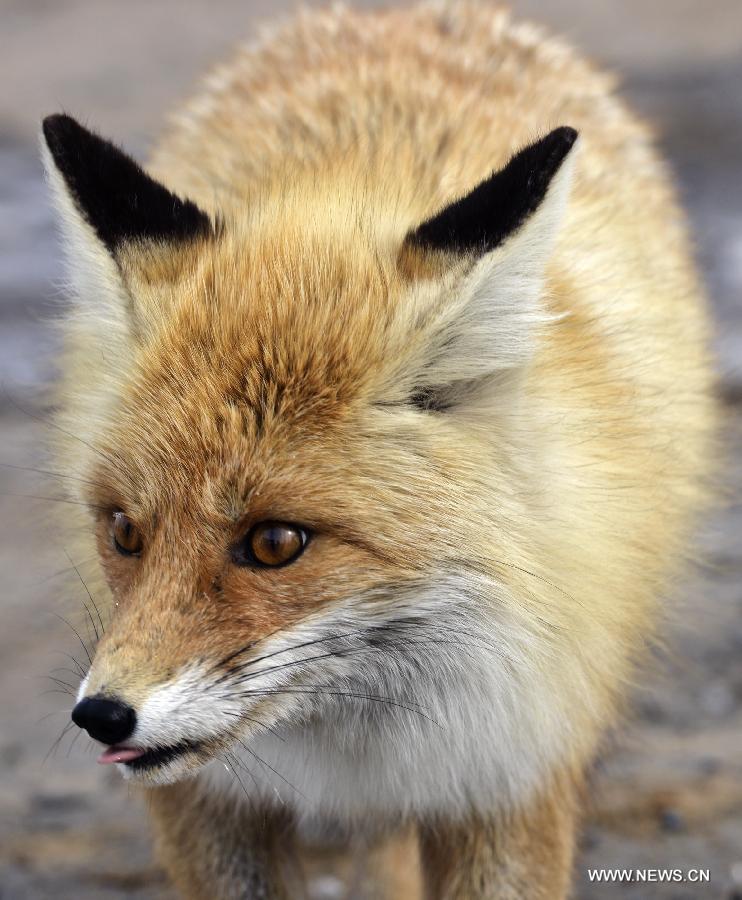 A Corsac fox visits an oil field checkpoint at "lunch time" in the Gurbantunggut desert, northwest China's Xinjiang Uygur Autonomous Region, Feb. 28, 2013. Welcomed by oil workers with food, bold hungry Corsac foxes have been visiting the unfrequented checkpoint regularly since last winter. (Xinhua/Shen Qiao) 