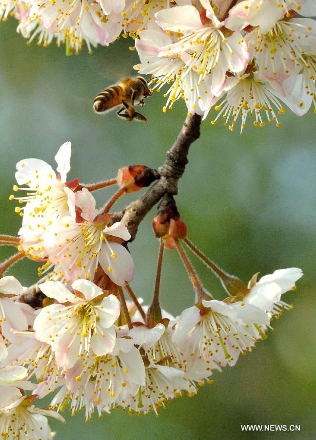 Plum blossoms are seen in Suzhou City, east China's Jiangsu Province, March 5, 2013. [Xinhua/Wang Jianzhong]