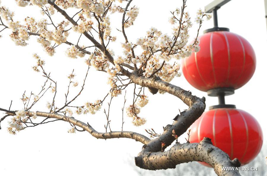 Magnolia flowers blossom in Suzhou City, east China's Jiangsu Province, March 5, 2013. [Xinhua/Wang Jianzhong]