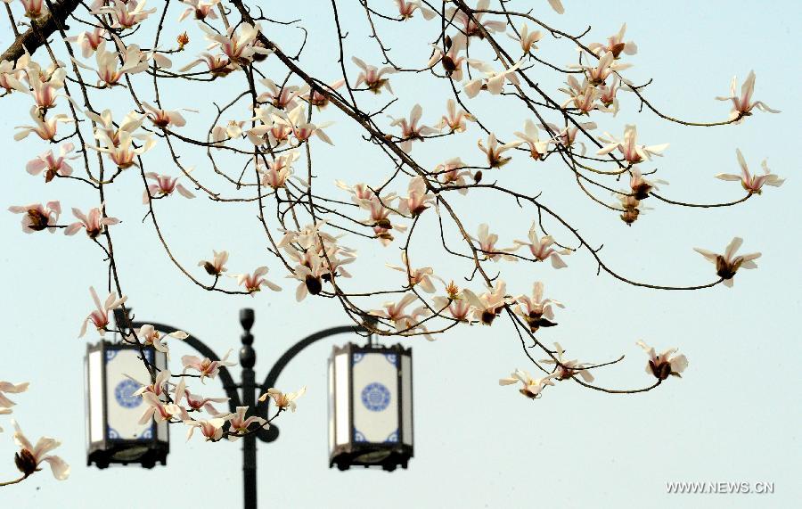 Magnolia flowers blossom in Suzhou City, east China's Jiangsu Province, March 5, 2013. [Xinhua/Wang Jianzhong]