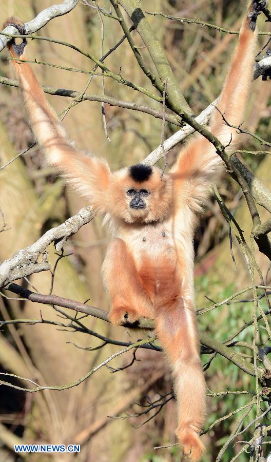 A gibbon enjoys the sunshine in the Hannover zoo, Germany, on March 6, 2013. (Xinhua/Ma Ning) 