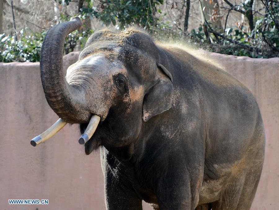 An Asian elephant enjoys the sunshine in the Hannover zoo, Germany, on March 6, 2013. (Xinhua/Ma Ning) 