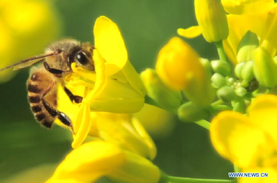 A bee collects pollen from a cole flower in the field in Dadong Township of Dapu County, south China's Guangdong Province, March 6, 2013. (Xinhua/Zhong Xiaofeng) 