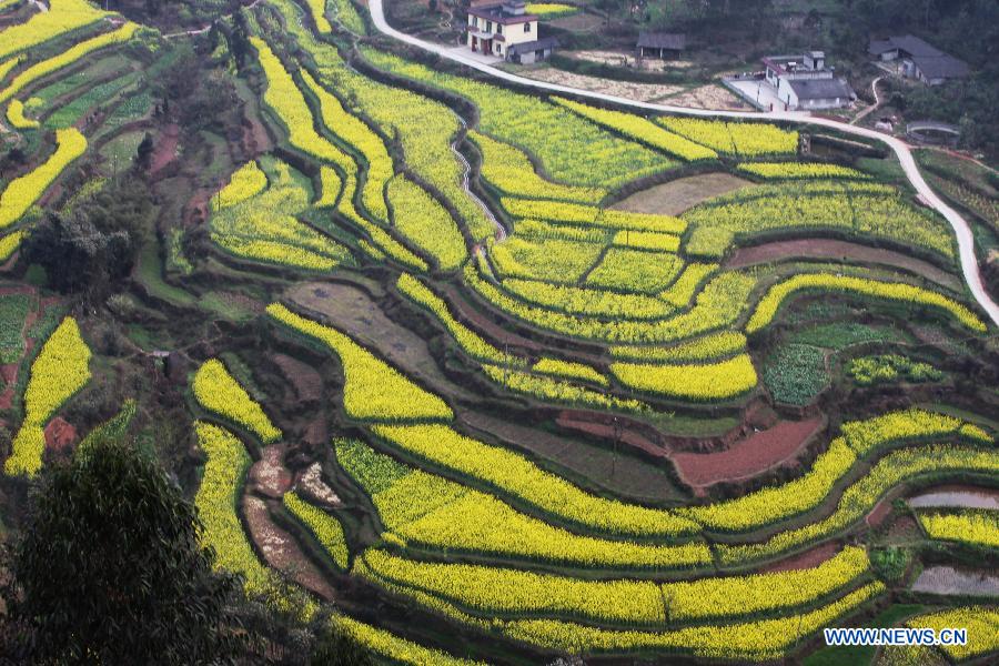 Photo taken on March 6, 2013 shows the scenery of cole flower fields at Zhongyan Village of Ruifeng Town in Qingshen County, southwest China's Sichuan Province. (Xinhua/Yao Yongliang) 