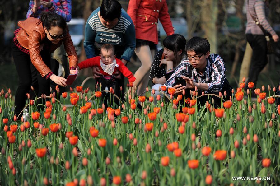 Tourists take photos of tulips at a park along the West Lake on an early spring day in Hangzhou, capital of east China's Zhejiang Province, March 7, 2013. (Xinhua/Ju Huanzong)