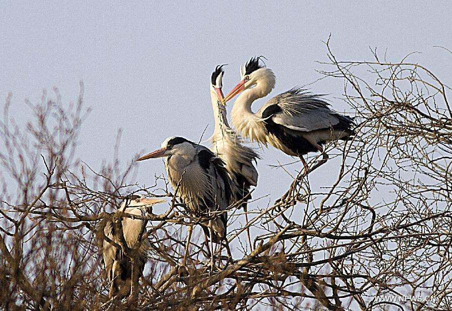 Egrets rest on top of trees in Duchang County, east China's Jiangxi Province, March 7, 2013. As the weather turned warmer, many summer migratory birds cluster in the Poyang Lake for migration. (Xinhua/Fu Jianbin) 