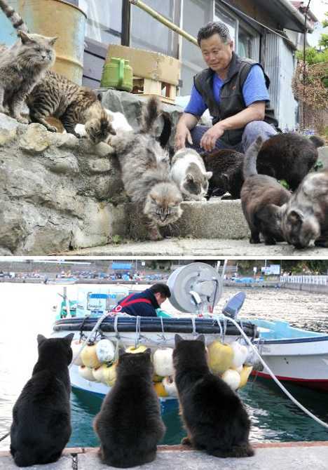 Cats on Tashiro island, Japan (Source: gmw.cn) 