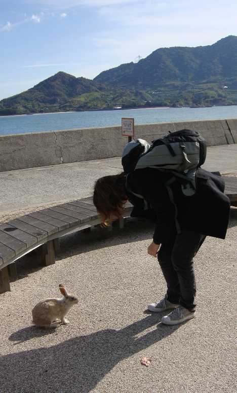 Rabbits on Kunoshima, Japan (Source: gmw.cn)