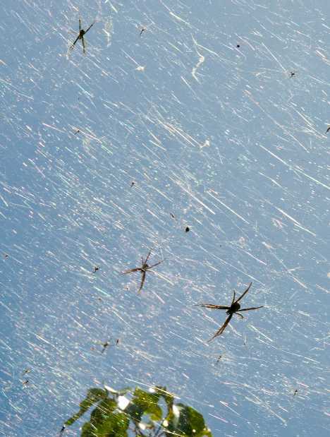 Spiders on Territory of Guahan, USA (Source: gmw.cn) 