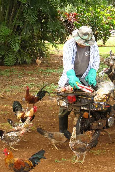 Chicken on hawaiian islands, USA (Source: gmw.cn) 