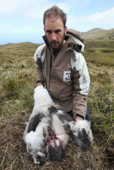 A sea bird was killed by the mice on Gough Island, UK (Source: gmw.cn) 