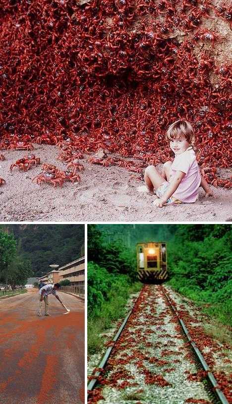 Red crabs on Christmas Island,  Australia (Source: gmw.cn) 