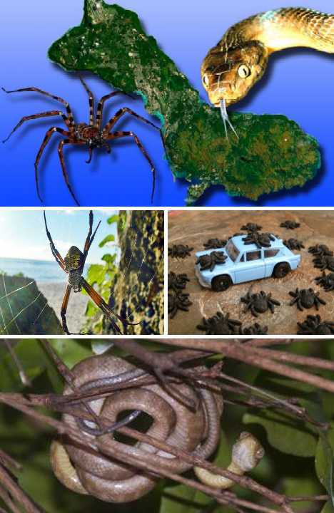 Spiders and snakes on Territory of Guahan, USA (Source: gmw.cn) 