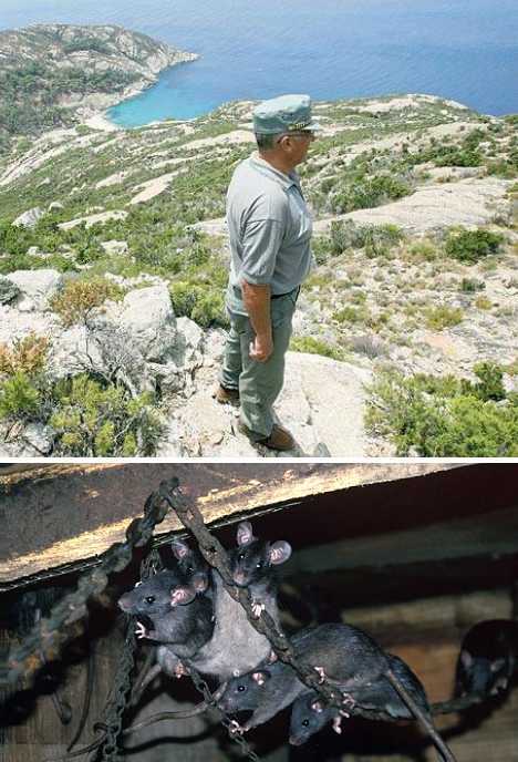 Rattus rattus on Montercristo island,  Italy (Source: gmw.cn) 