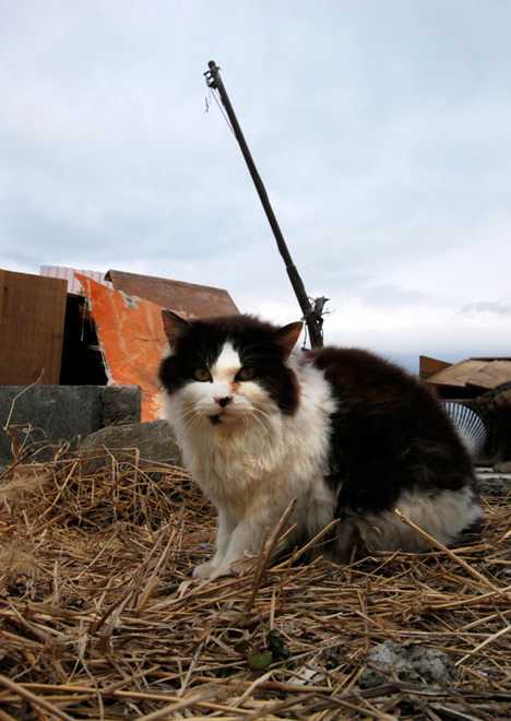 Cats on Tashiro island, Japan (Source: gmw.cn) 