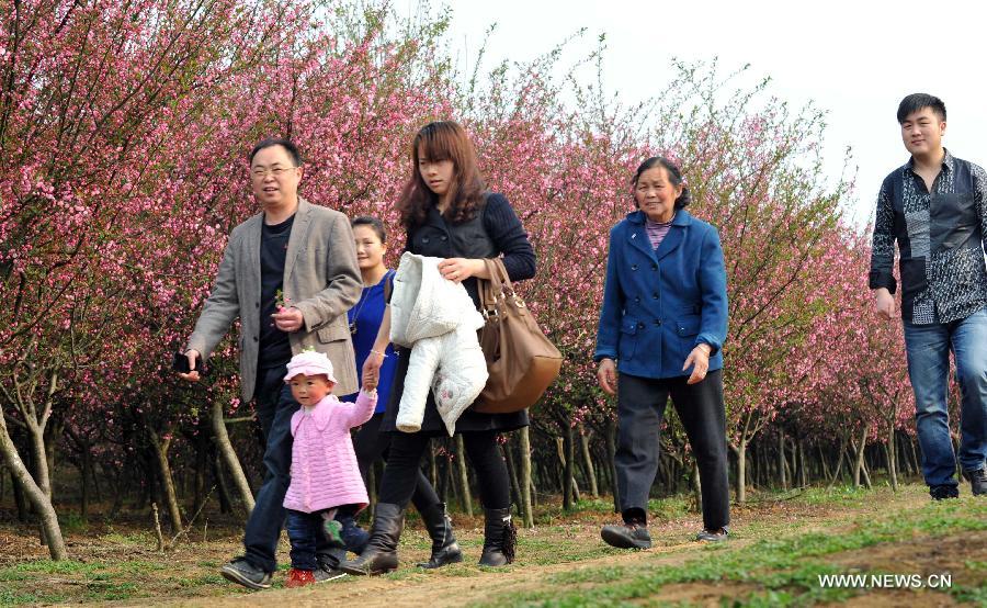 Visitors view cherry blossoms at Pingba Farm in Pingba County, southwest China's Guizhou Province, March 10, 2013. (Xinhua/Yang Ying) 