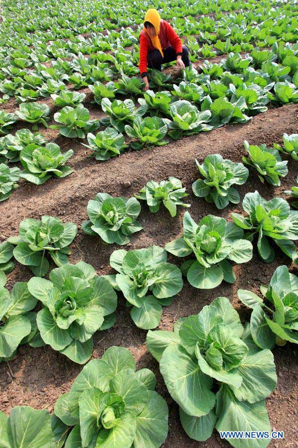 A farmer works in a vegetable field at Dongjianzhuang Village in Jimo City, east China's Shandong Province, March 10, 2013. (Xinhua/Liang Xiaopeng)  