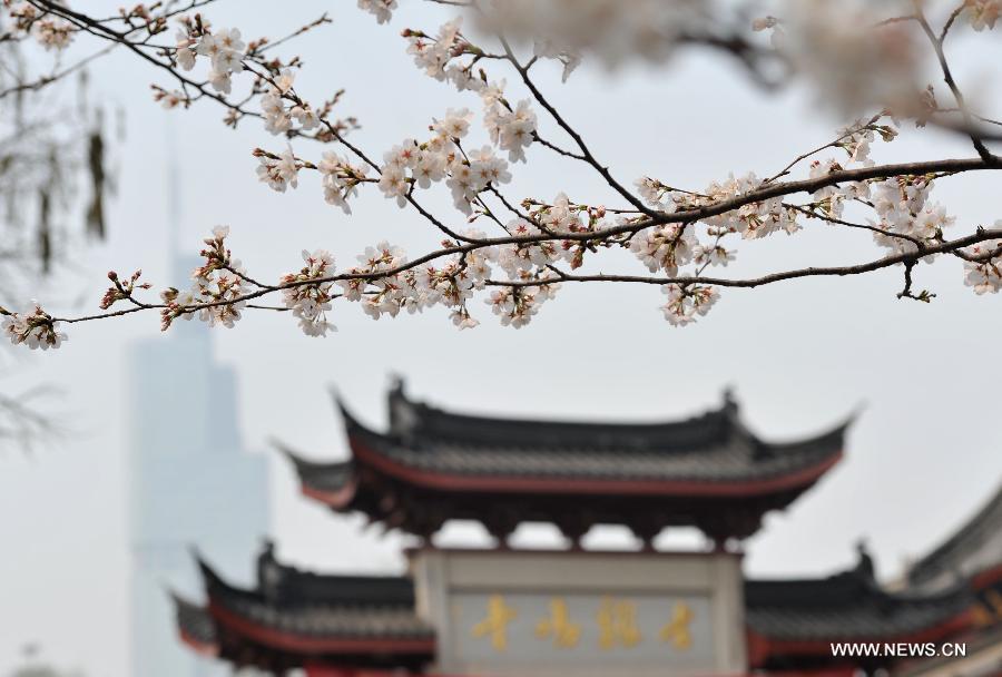 Photo taken on March 12, 2013 shows the scenery of sakura flowers near the Jiming Temple in Nanjing, capital of east China's Jiangsu Province. Nanjing has entered its cherry blossom season recently. (Xinhua)