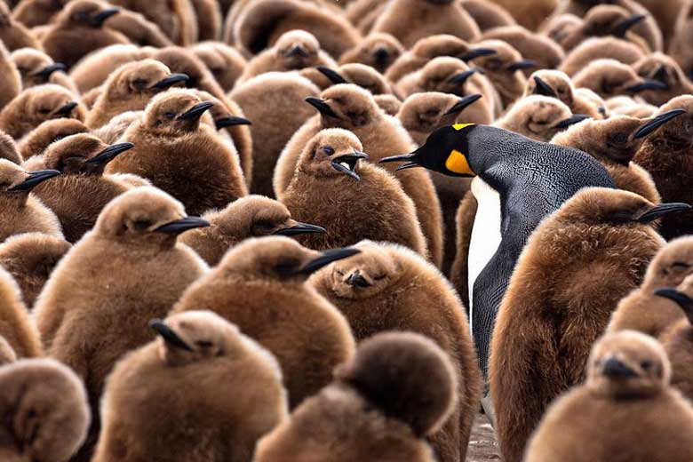 A series of undated photos released by London-based Daily Mail show a "penguin kindergarten" on Georgia Island in the southern Atlantic Ocean. More than 100,000 penguin cubs are seen crowding against one another for warmth and waiting for their parents to bring back food. (CRI Online)