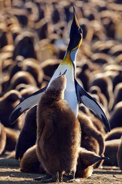 A series of undated photos released by London-based Daily Mail show a "penguin kindergarten" on Georgia Island in the southern Atlantic Ocean. More than 100,000 penguin cubs are seen crowding against one another for warmth and waiting for their parents to bring back food. (CRI Online)