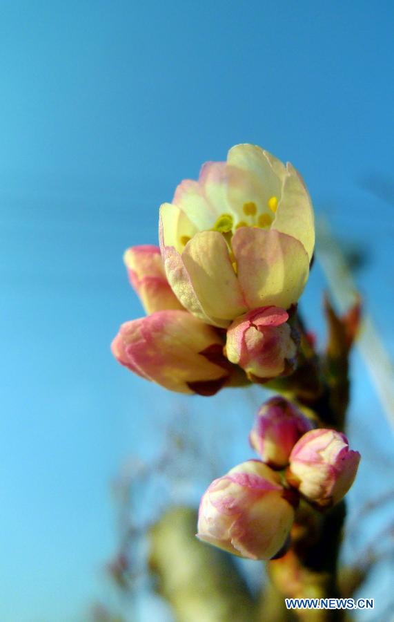 Cherry blossoms are seen in Zaozhuang City, east China's Shandong Province, March 13, 2013. (Xinhua/Liu Mingxiang)